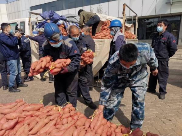 小岛给力 爱心暖人 经秦皇岛日报社全媒体编辑部报道后 100多万斤滞销红薯卖得差不多了