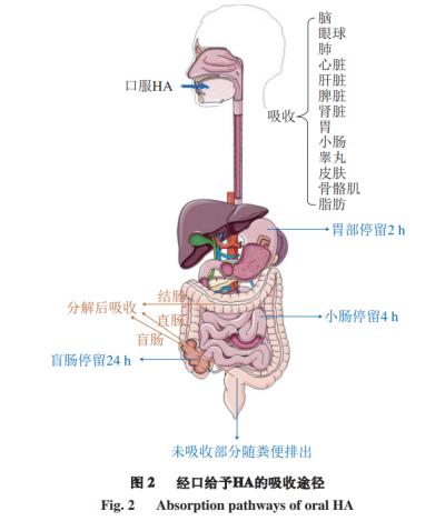 透明质酸皮肤科临床应用专家共识发布 口服HA对皮肤健康有改善作用