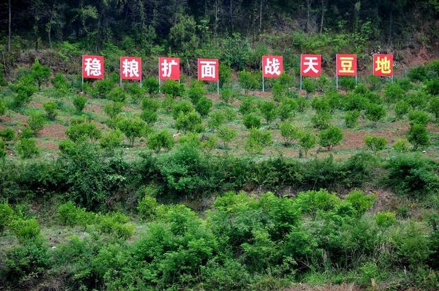 集体经济如何强筋壮骨？四川渠县县委书记带队“拉练”找路径