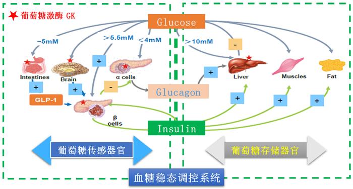 我国糖尿病创新药登上《自然•医学》，展示2型糖尿病患者的新治疗方案