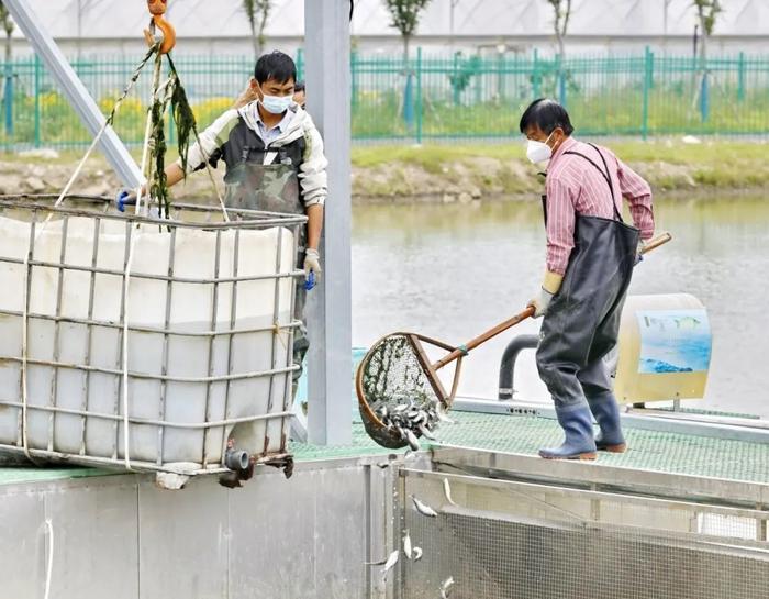 农业复工正当时，10万尾鲈鱼苗下水放养……