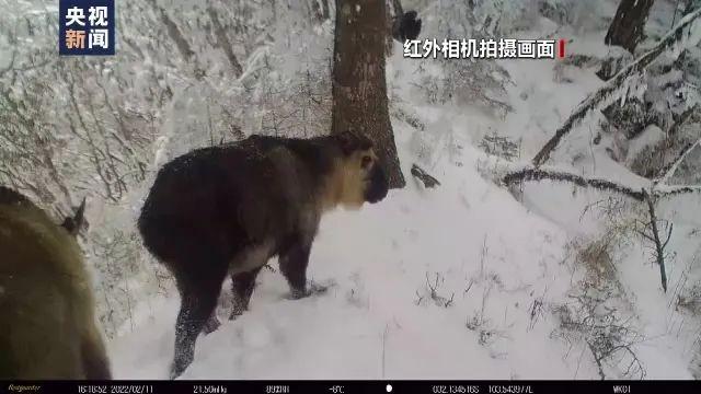 我国生态保护见成效！海南虎斑鳽、蒙古野驴等珍稀动物频现身