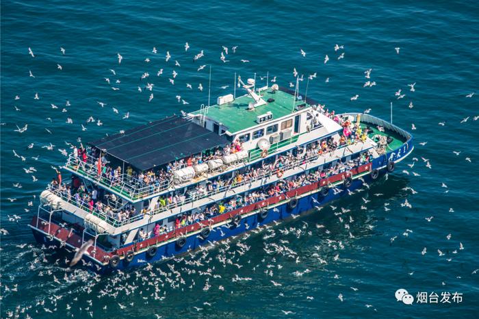 长岛万鸥翔集登录央视｜Thousands of seagulls flock to Changdao Island