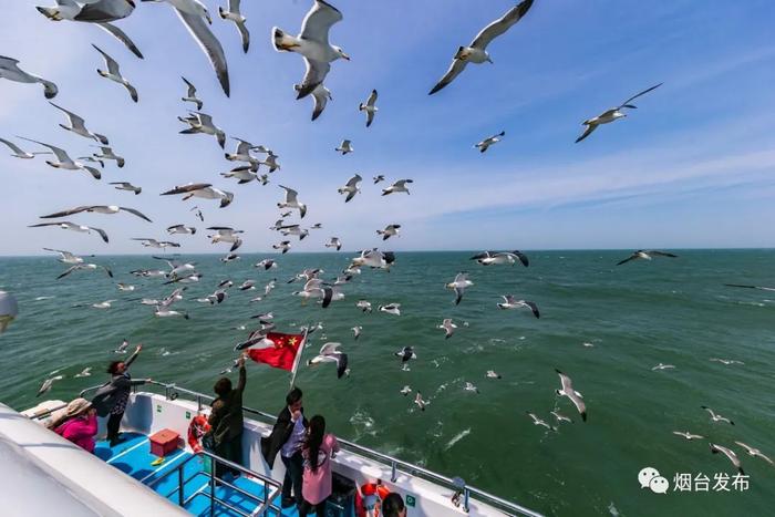 长岛万鸥翔集登录央视｜Thousands of seagulls flock to Changdao Island