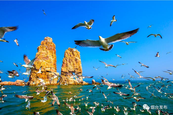 长岛万鸥翔集登录央视｜Thousands of seagulls flock to Changdao Island