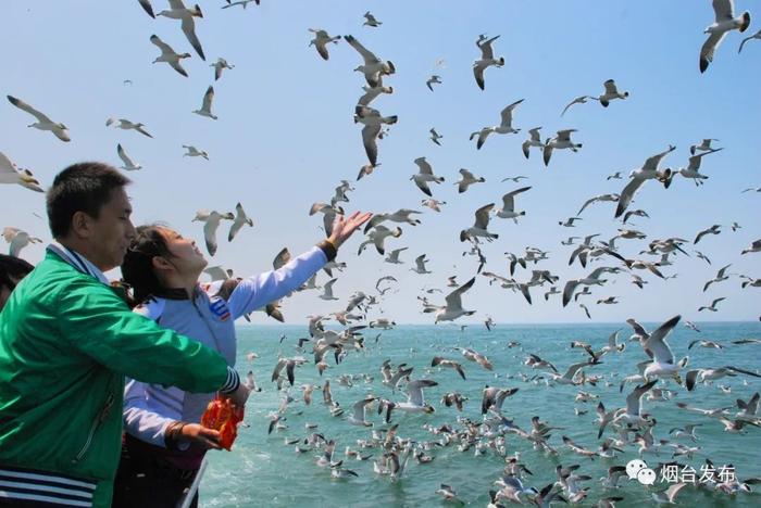 长岛万鸥翔集登录央视｜Thousands of seagulls flock to Changdao Island