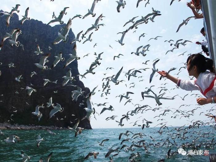 长岛万鸥翔集登录央视｜Thousands of seagulls flock to Changdao Island