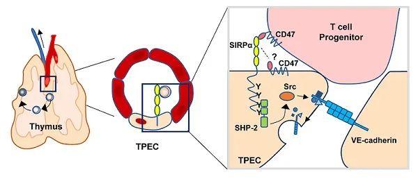 研究发现内皮细胞SIRPα信号调控造血祖细胞胸腺归巢和T细胞发育