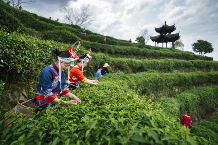 你知道什么是地理标志专用标志吗？丽水的地标产品还有...