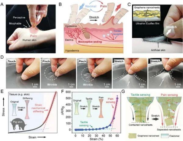 具有疼痛感知功能的仿生皮肤研究获进展