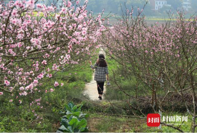 他带领平均65周岁的18户居民创业栽桃林 将无人问津的偏远村庄打造成网红打卡地