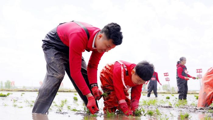 卫星科技，守护正宗五常大米  金龙鱼五常基地原香稻开耕节在五常举行