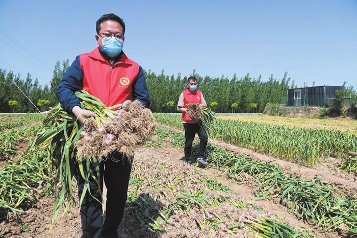 馆陶县王桥乡李桥村的大蒜种植基地