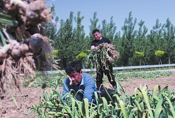 馆陶县王桥乡李桥村的大蒜种植基地