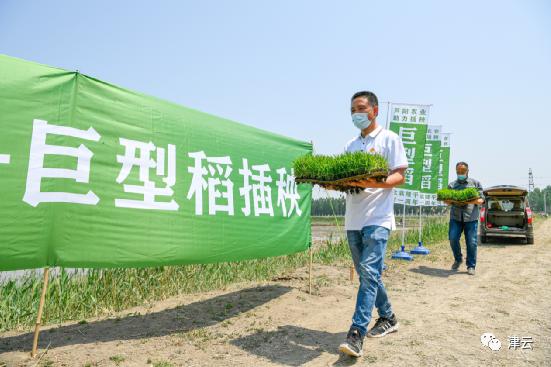 “咸菜坛子”种出海水稻！他的梦，正在天津逐渐成真……