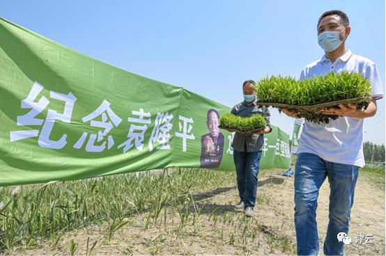 “咸菜坛子”种出海水稻！他的梦，正在天津逐渐成真……