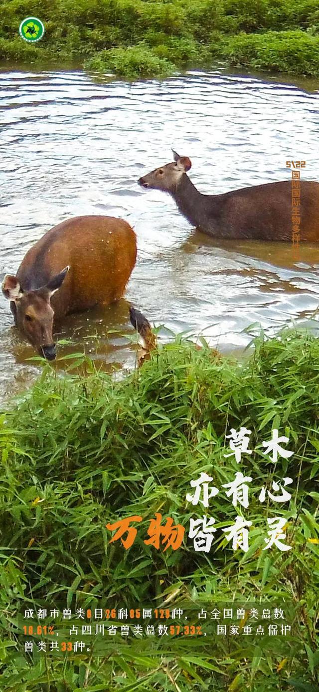 第29个国际生物多样性日 从一组图片看公园城市里的绿水青山