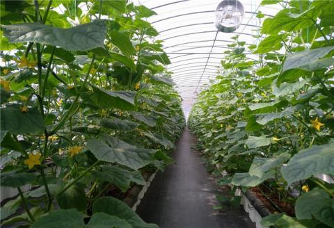 北京连迎高温日 农业部门发布蔬菜生产管理意见