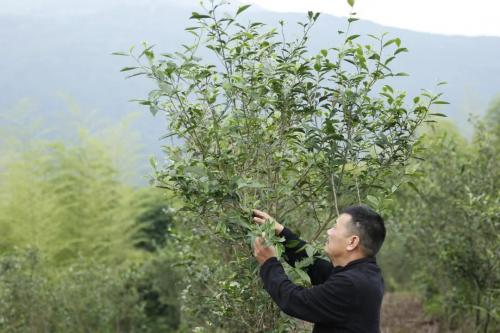 【十佳制茶师】翁位柱：时光孕育的制茶大师