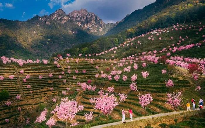 广东最受网络欢迎十大茶旅游线路花落谁家？快来为梅州投票→