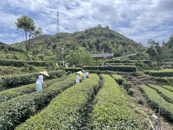 广东最受网络欢迎十大茶旅游线路花落谁家？快来为梅州投票→