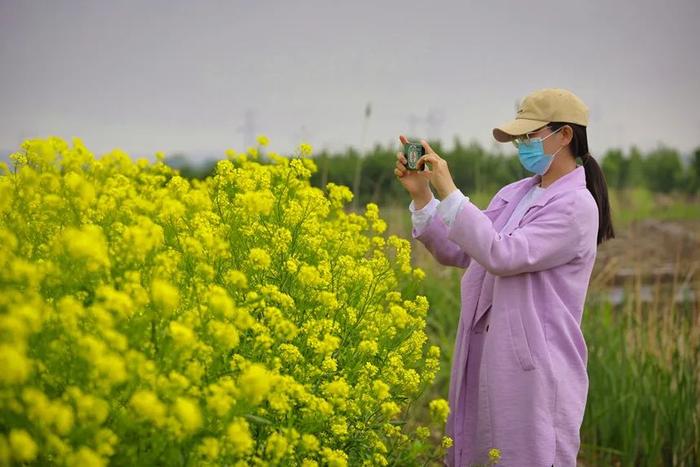 丰南赵茂庄村五月芥菜花如海！