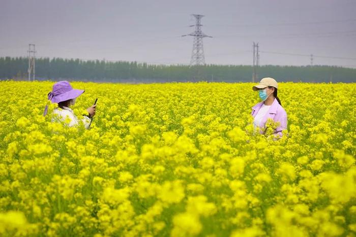 丰南赵茂庄村五月芥菜花如海！