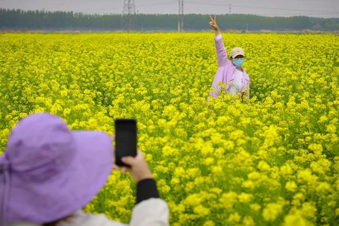 丰南赵茂庄村五月芥菜花如海！