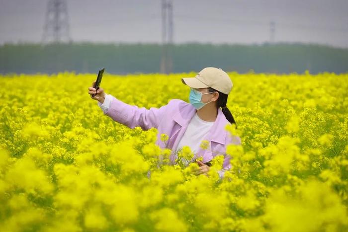 丰南赵茂庄村五月芥菜花如海！