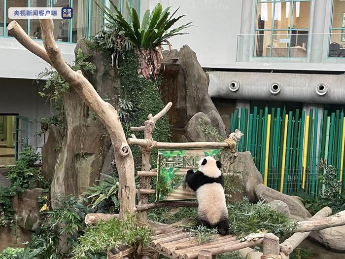 旅居马来西亚大熊猫宝宝取名“升谊” 象征中马友谊蒸蒸日上