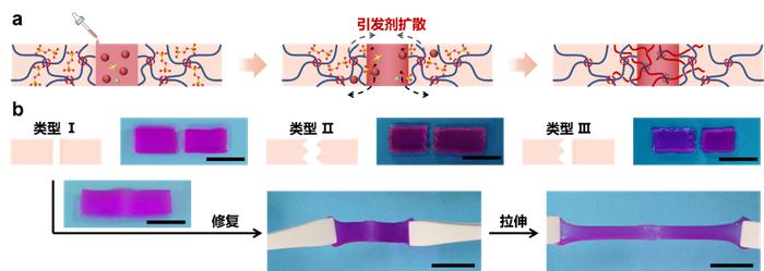 壁虎的尾巴断了能接？水凝胶也行