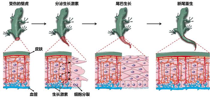 壁虎的尾巴断了能接？水凝胶也行