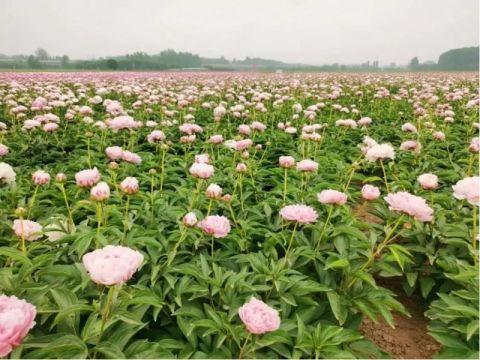 盒马村的芍药统一种植标准 助山东菏泽首个基地亩产增2成