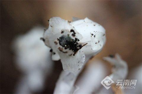 又现身！云南元江县也是“寒冰豌豆射手”水晶兰的家