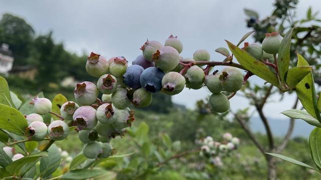 承包50亩土地仅4亩有收成 佛系果农决定转变思路打造特色乡村游