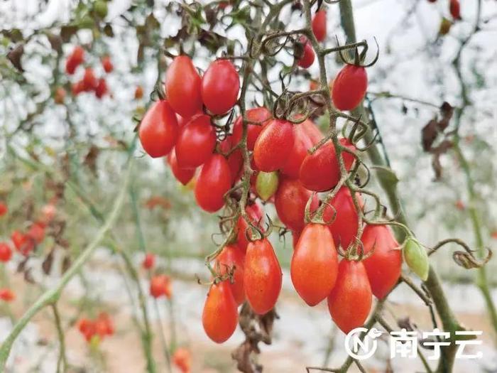 南宁促进本地蔬菜品种更新升级 这些蔬菜晋升“水果圈” 有颜值口味佳