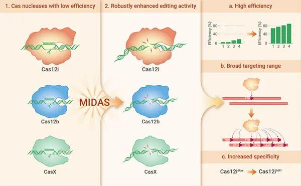 研究人员建立蛋白工程化改造新方法和基于Cas12i的基因编辑新工具