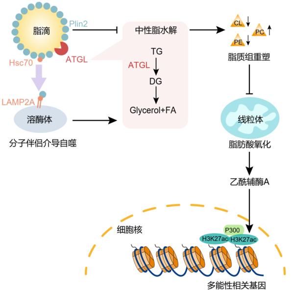 研究发现“脂滴涅槃”启动多能干细胞分化的新模式