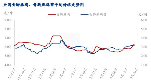 Mysteel解读：817小白鸡价格持续上涨，几家欢喜几家愁