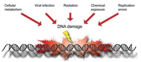 细胞如何影响寿命？知乎菲利普医生引用SRW九维理论权威解答