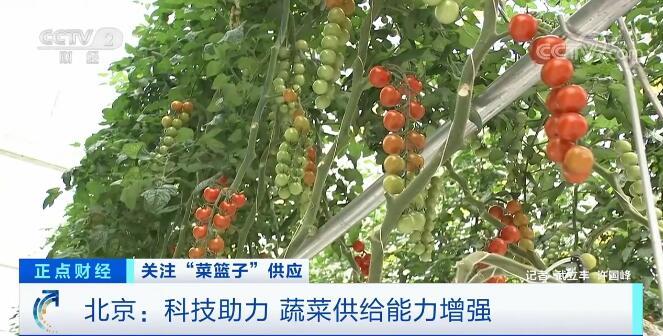 全国蔬菜种植面积产量双增长 “菜篮子”供应有保障