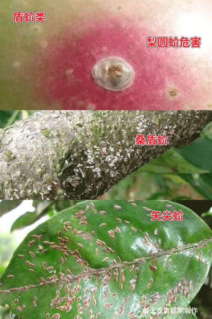 注意了！5月底6月初，是这5类虫害爆发高峰期！