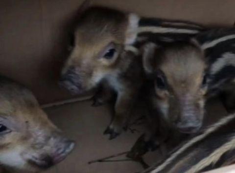 5只野猪宝宝突然闯进杭州别墅区，已经找到四只！它们的爸妈在哪？