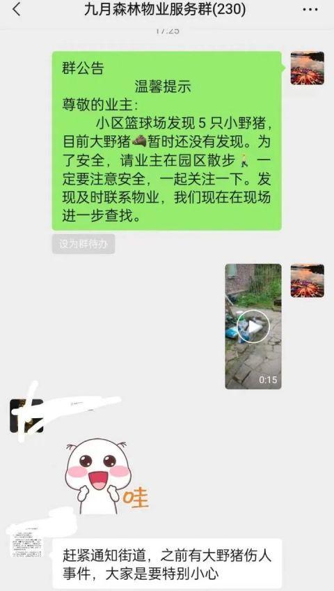5只野猪宝宝突然闯进杭州别墅区，已经找到四只！它们的爸妈在哪？