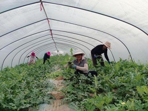 来吃西瓜啦！罗山麒麟瓜喜获丰收