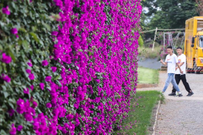 苗木上山花卉入园，昆明宜良苗木花卉产业储备3万余名技术工人