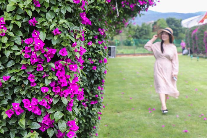 苗木上山花卉入园，昆明宜良苗木花卉产业储备3万余名技术工人