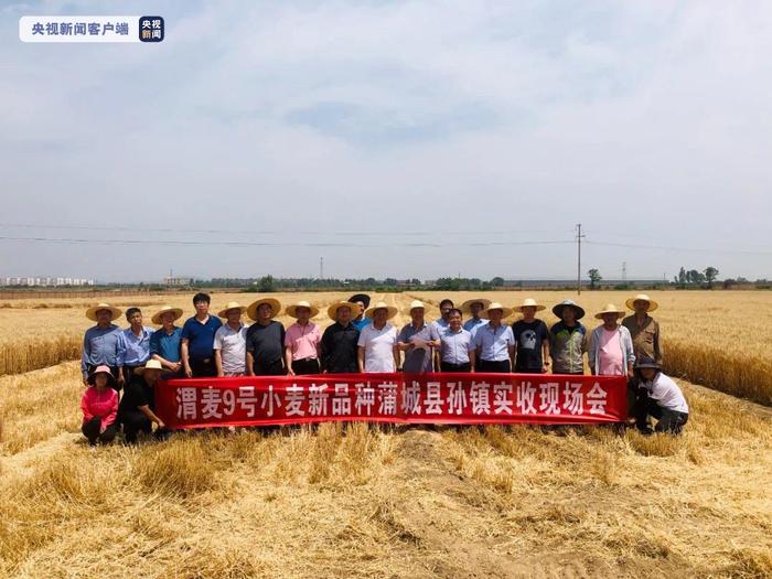 旱薄地国审小麦新品种“渭麦9号”单产突破600公斤