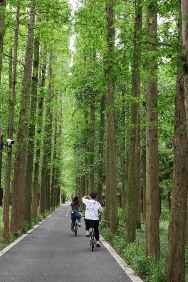 端午假期旅游升温！崇明文旅市场有序“复苏”