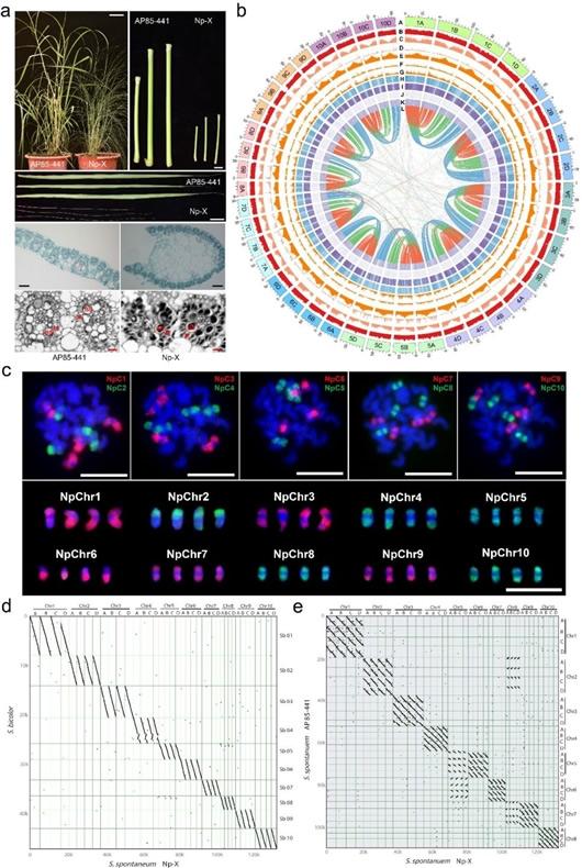 科学家破译甘蔗细茎野生种基因组